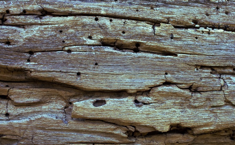 Termite Damage Deck
